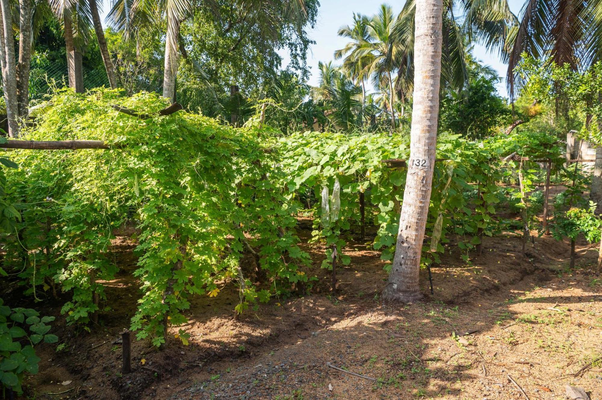 Siddhalepa Ayurveda Resort - All Meals, Ayurveda Treatment And Yoga Wadduwa Bagian luar foto